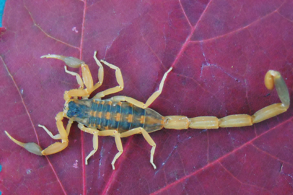Blog Striped Bark Scorpion