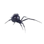 Black Widow pest control spiders