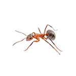 Brown Ant pest control ants