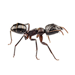 Carpenter Ant pest control ants
