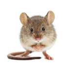 Deer Mouse pest control rodents