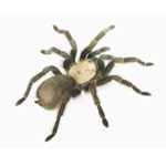 Desert Tarantula pest control spiders