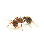 Fire Ant pest control ants