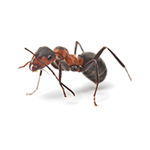 Forest Ant pest control ants