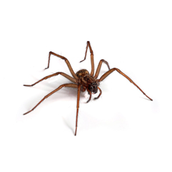 fumigation-control commercial pest control
