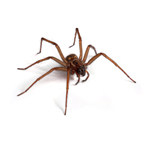 House Spider pest control spiders