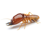 Termite pest control termites