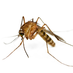 outdoor-services commercial pest control