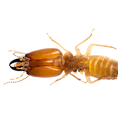 termite-control commercial pest control