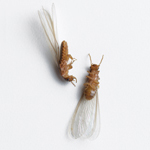 Winged Termite pest control termites