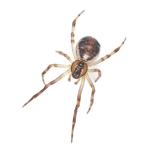 Orb Weaver pest control spiders