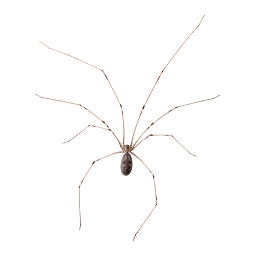 Wolf Spiders, McCarthy Termite & Pest Control