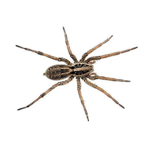 Wolf Spiders, McCarthy Termite & Pest Control