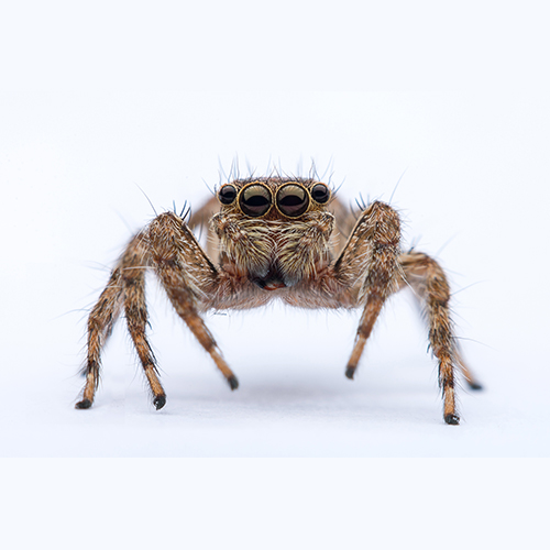 Jumping Spider, Pest Library