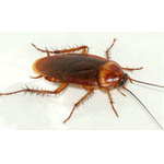 pest control roaches