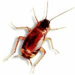 pest control roaches