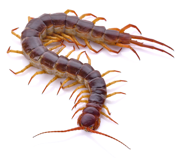 pest control centipedes