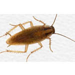 pest control roaches