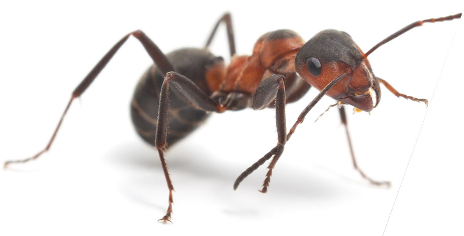 pest control ants