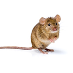 pest control rodents