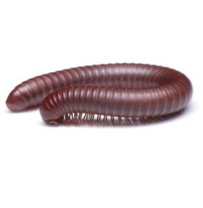 pest control millipedes