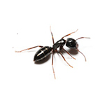 pest control ants