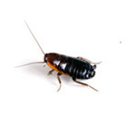 pest control roaches