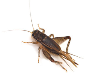 pest control crickets