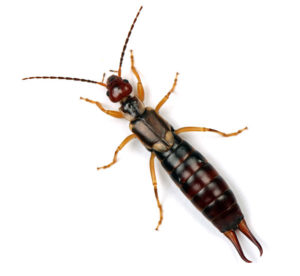 pest control earwigs