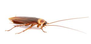 pest control roaches