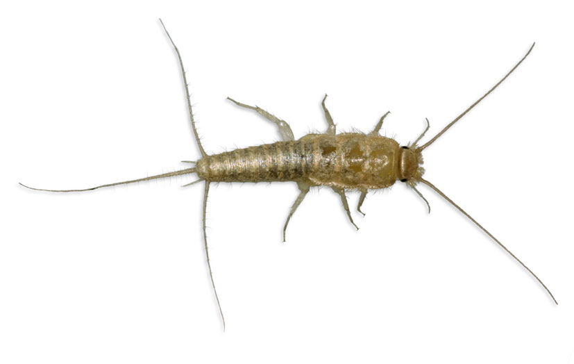 pest control silverfish