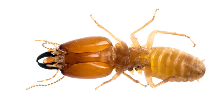 Pest Control Termites | Missouri | McCarthy Pest & Termite Control