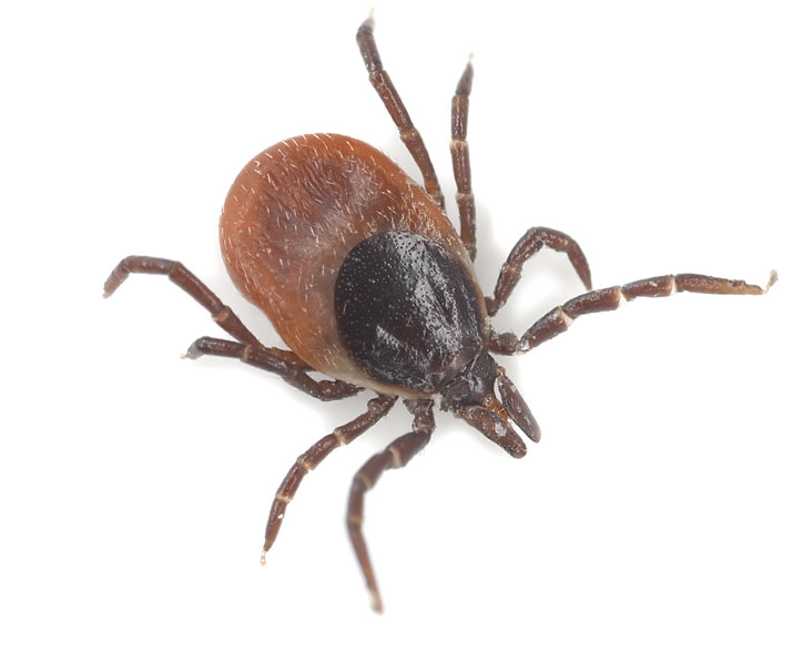 pest control ticks