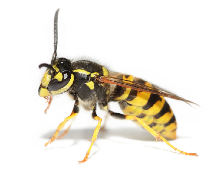 pest control wasps