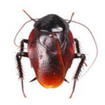 pest control roaches