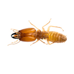 pest control termites