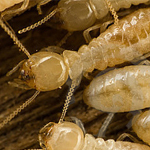 pest control termites