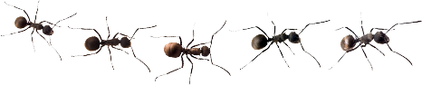 insect-vector