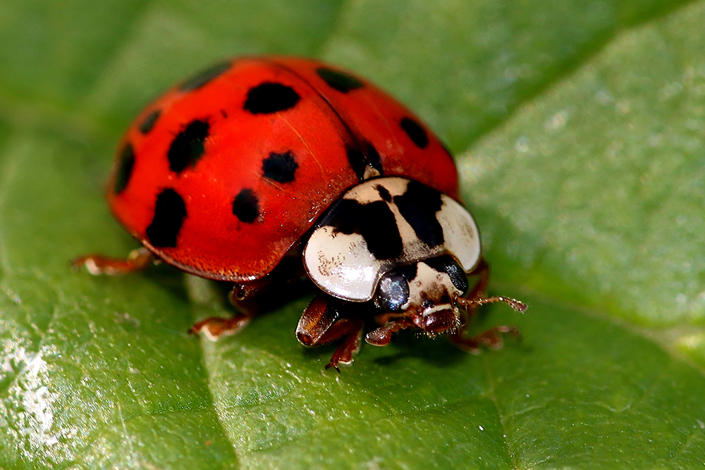 Blog Facts About Asian Lady Beetles