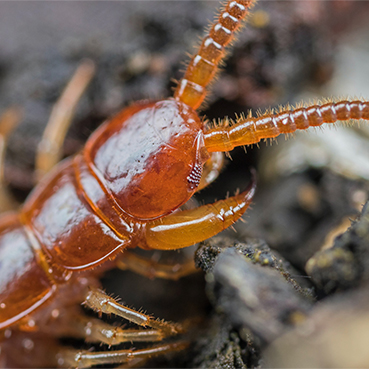 pest control Centipede