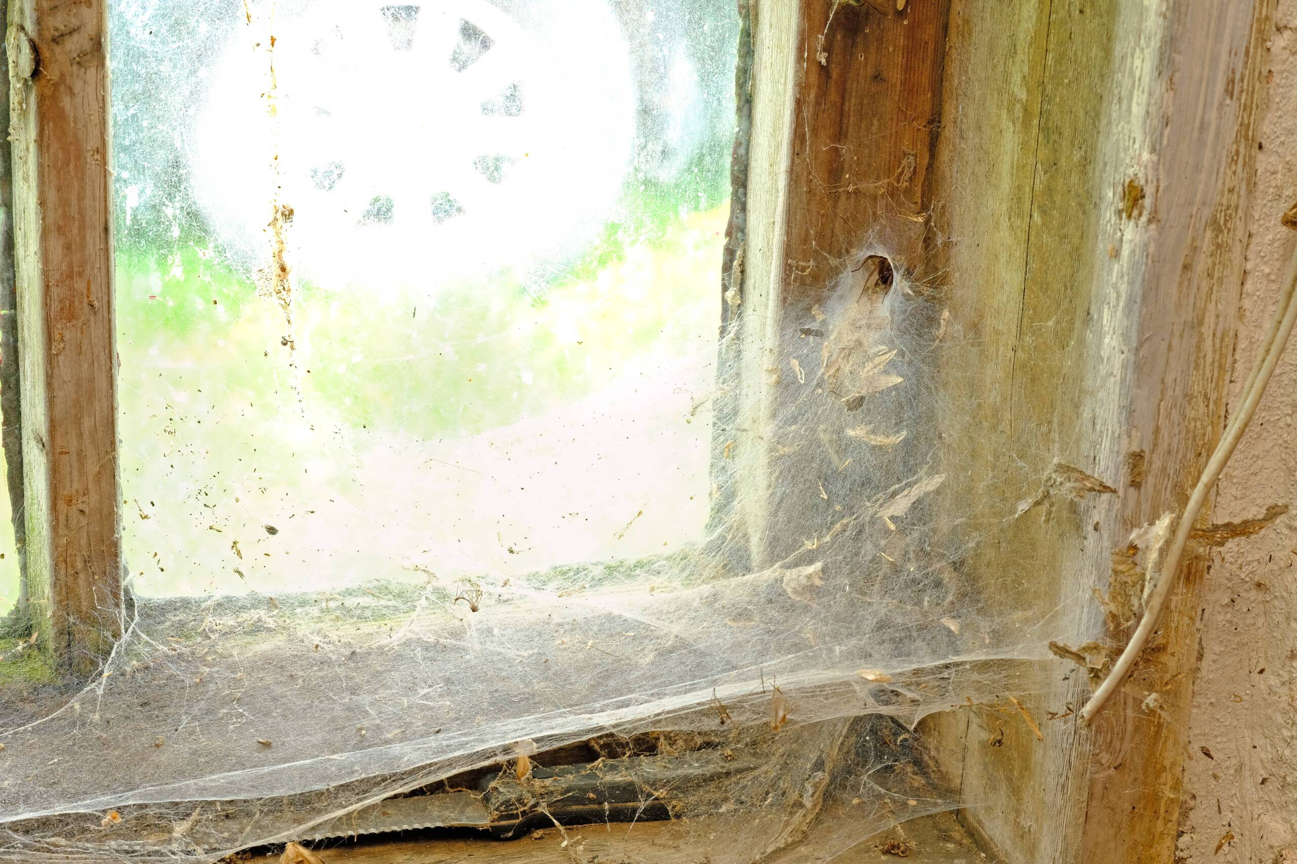 Orb weaver spiders: